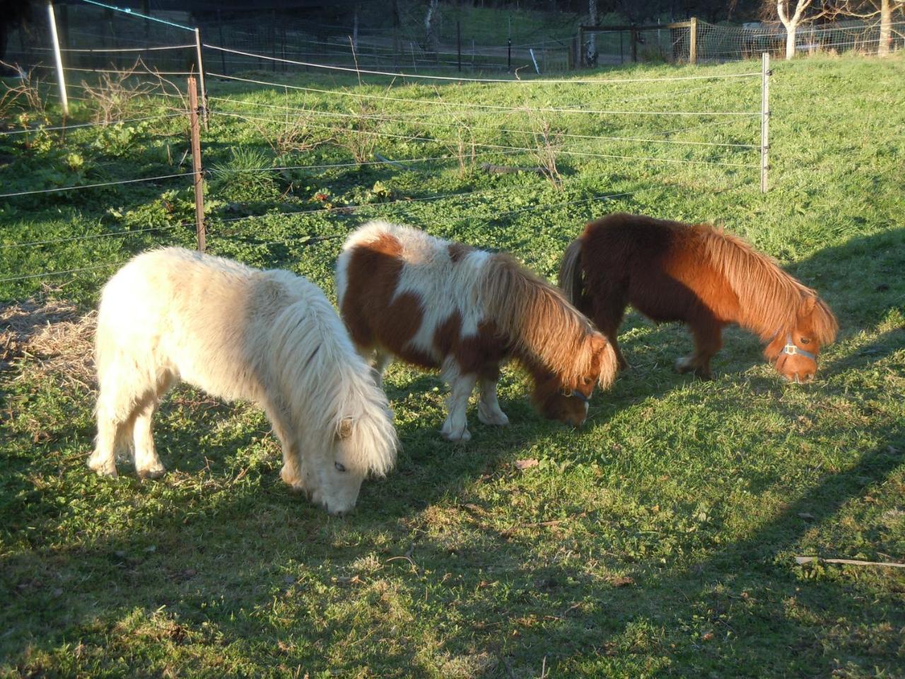 Whispering Spirit Holiday Cottages & Mini Ponies Franklin Ngoại thất bức ảnh
