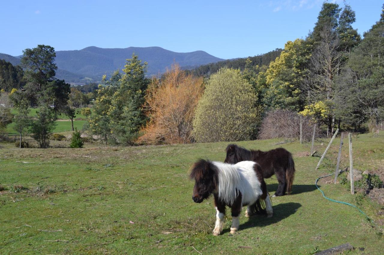 Whispering Spirit Holiday Cottages & Mini Ponies Franklin Ngoại thất bức ảnh